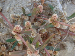Alternanthera nahui