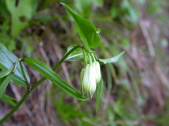 Disporum kawakamii