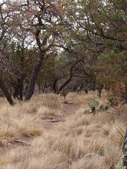 Odocoileus virginianus carminis