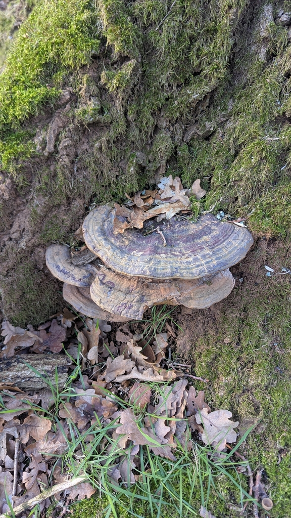 Ganoderma resinaceum · January 2026 · photo: © michieldg (iNaturalist, cc-by)
