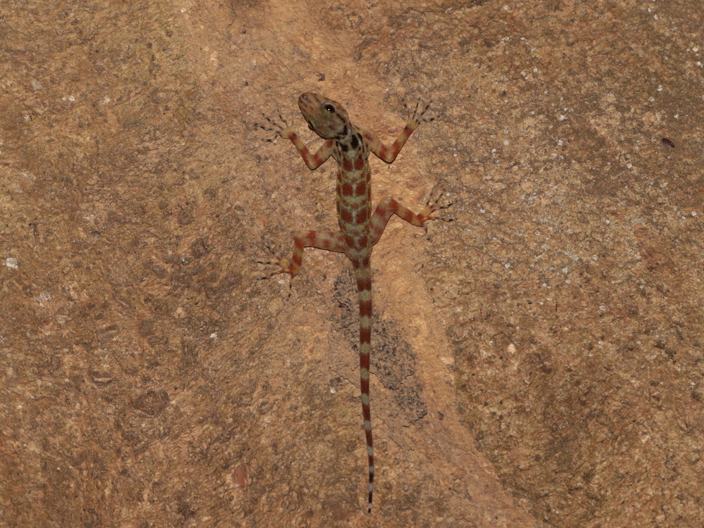 Kumpol's Rock Gecko