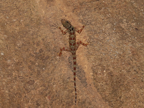Kumpol’s Rock Gecko, Cnemaspis kumpoli