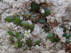 Glossostigma elatinoides