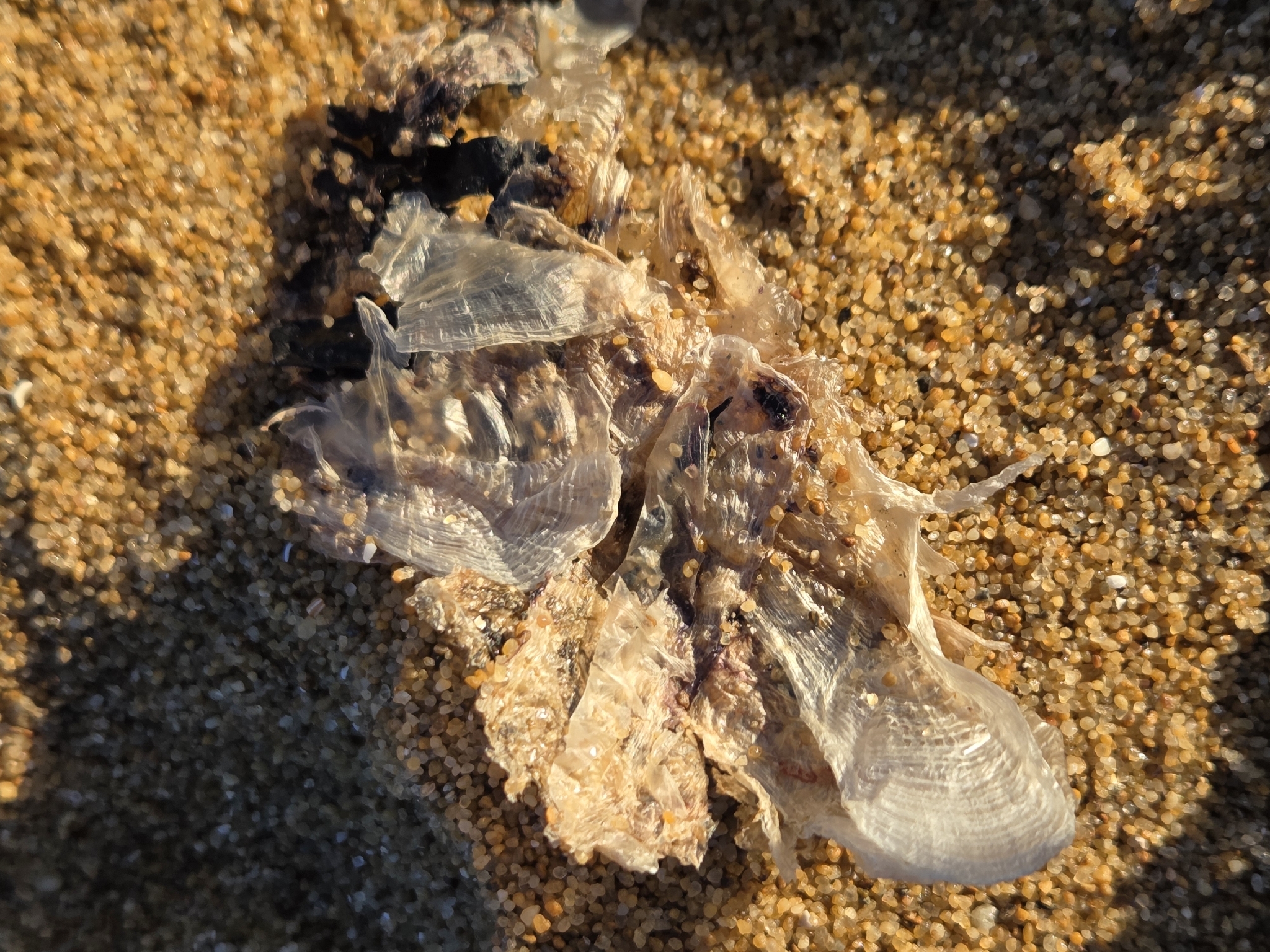 Velella velella (Linnaeus, 1758)