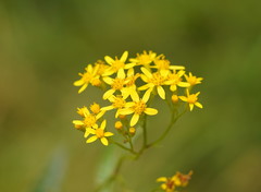 Senecio linearifolius