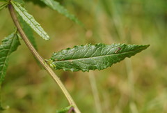 Senecio linearifolius