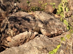 Petrophassa rufipennis