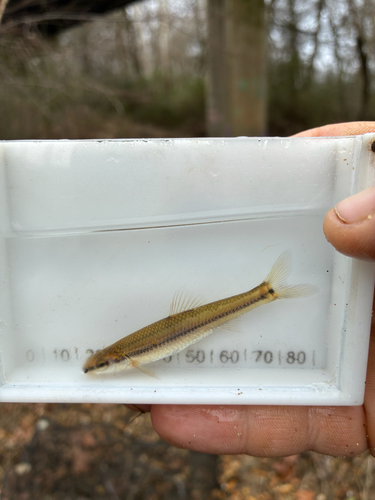 Bluntnose minnow (Pimephales notatus) — Cyprinidae — 5