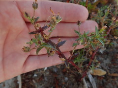 Gratiola pedunculata