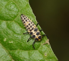 Cleobora mellyi