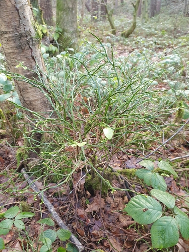 European blueberry