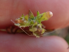 Gratiola pedunculata