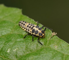 Cleobora mellyi