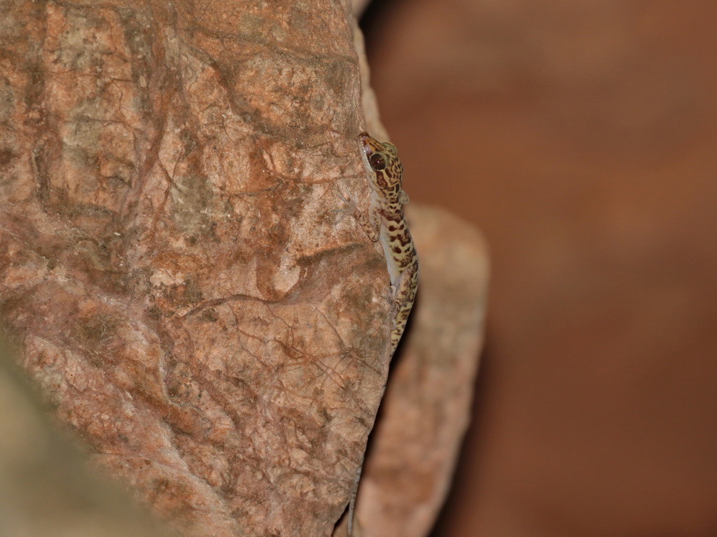 Kunya's Bent-Toed Gecko
