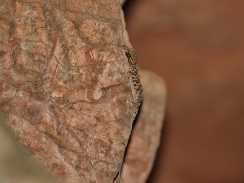 Kunya’s bent-toed gecko, Cyrtodactylus kunyai