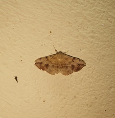 Anticarsia irrorata