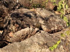 Petrophassa rufipennis