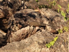 Petrophassa rufipennis