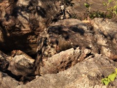 Petrophassa rufipennis