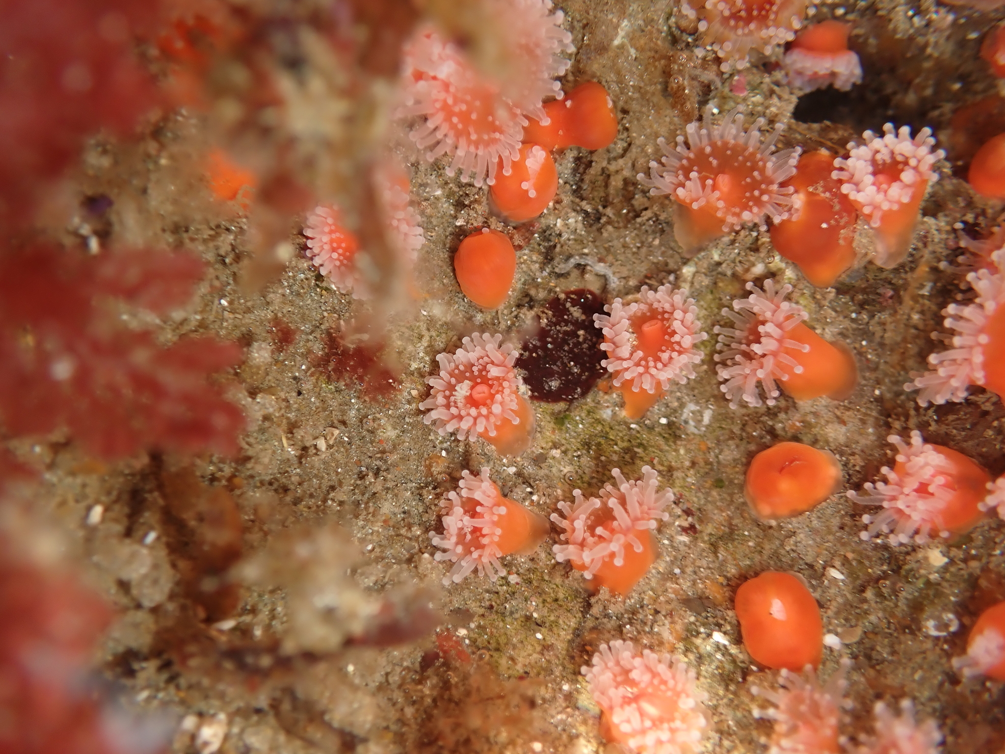 Corynactis californica Carlgren, 1936