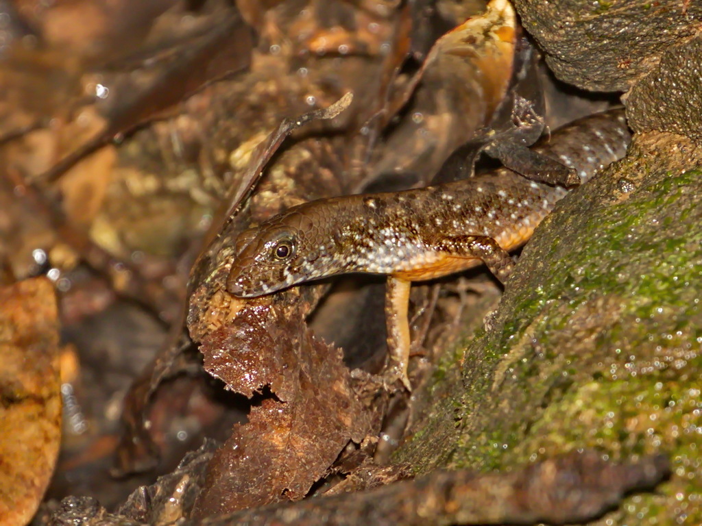 Laotian Keeled Skink