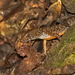 Laotian Water Skink - Photo (c) ian_dugdale, some rights reserved (CC BY)