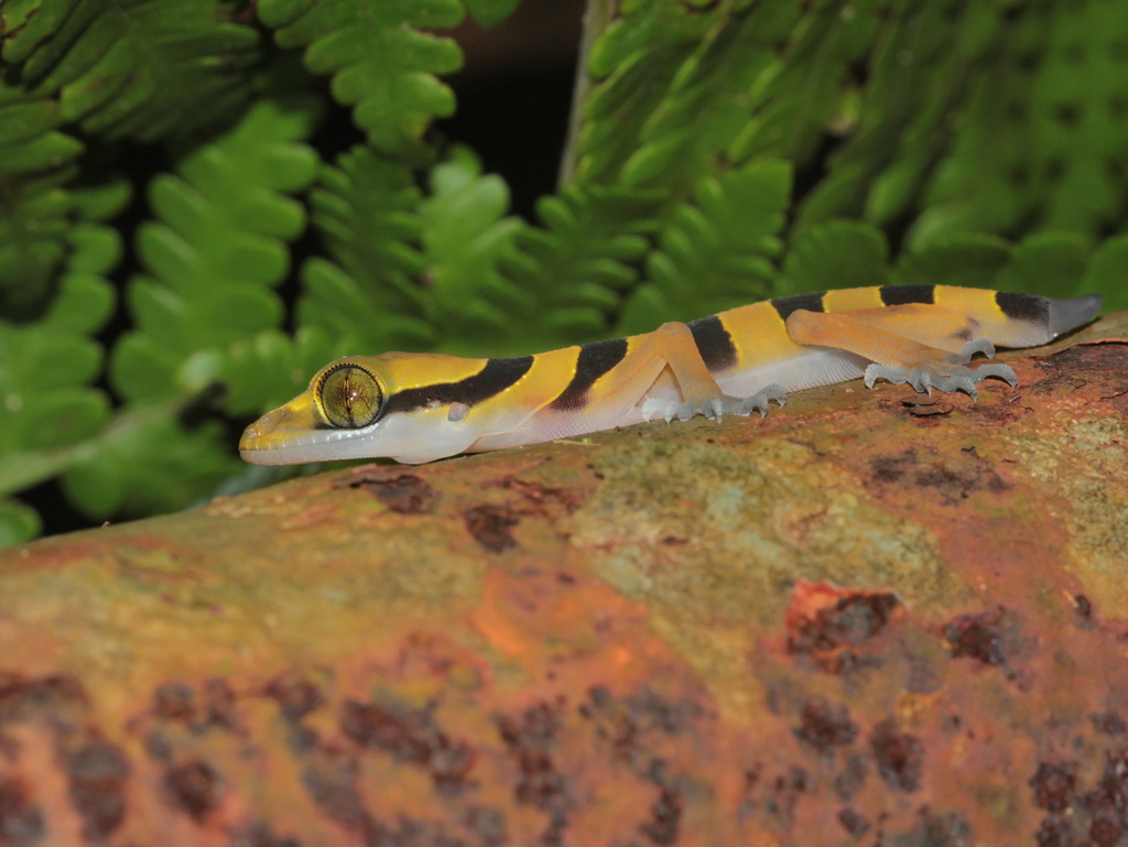 Tuk-Kai Boonsong Bent-Toed Gecko