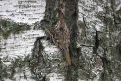 Certhia familiaris