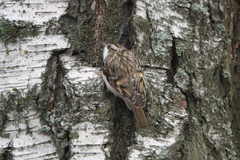 Certhia familiaris