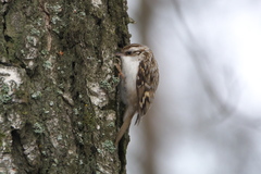 Certhia familiaris