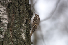 Certhia familiaris