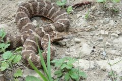 Gloydius intermedius