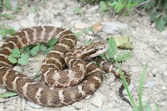 Gloydius intermedius