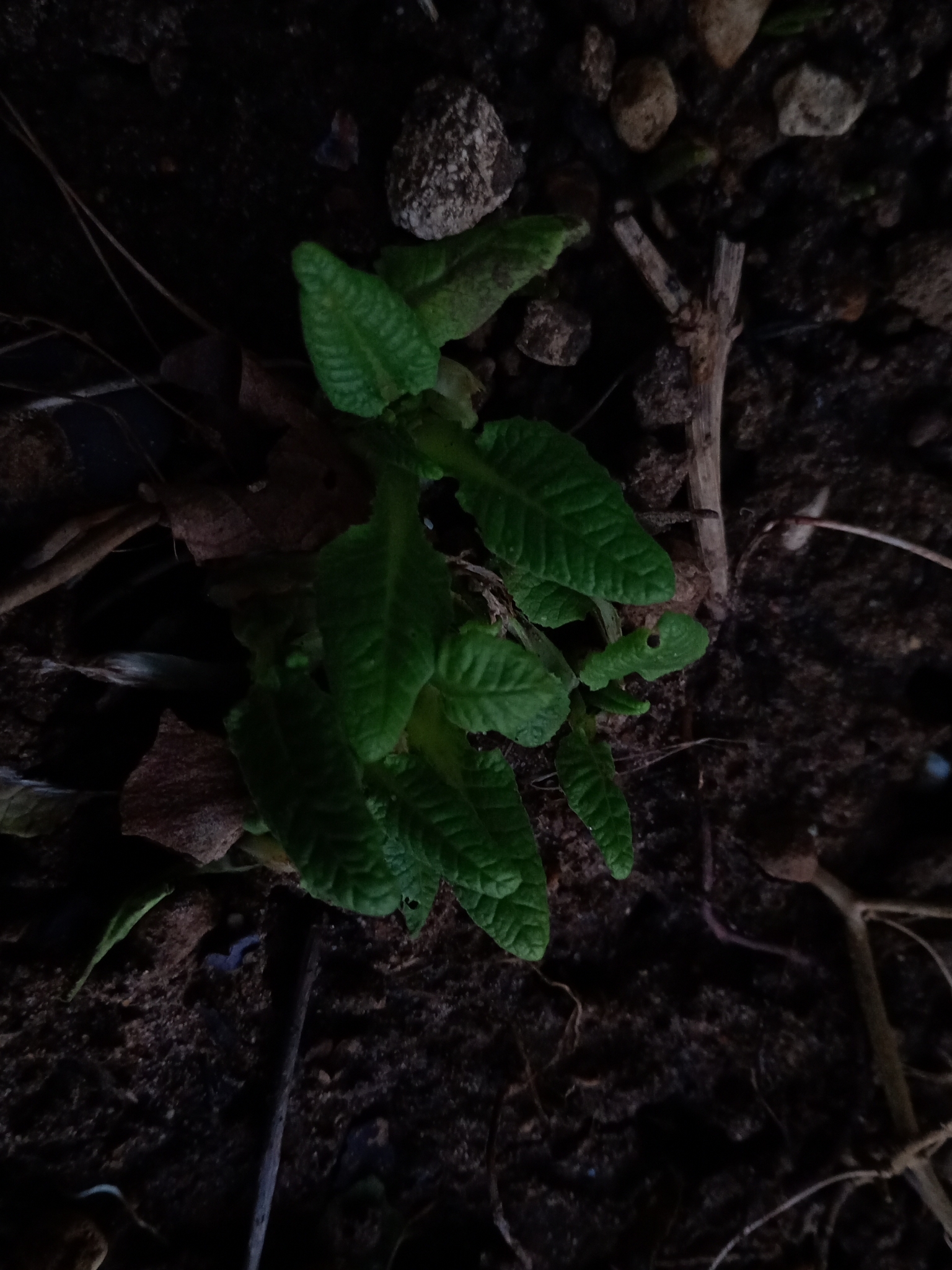 Cowslip
