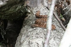 Gloydius intermedius