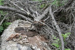 Gloydius intermedius