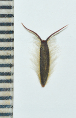 Glossocardia bosvallia