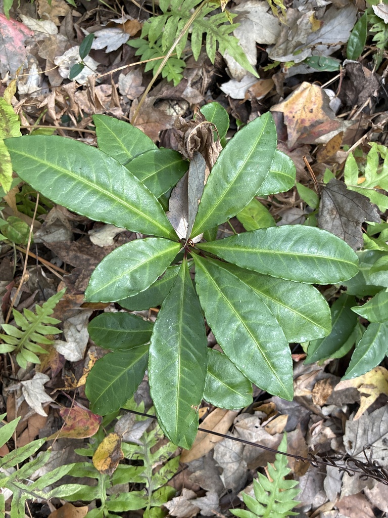 hoàng kim vạn lượng – Ardisia crenata