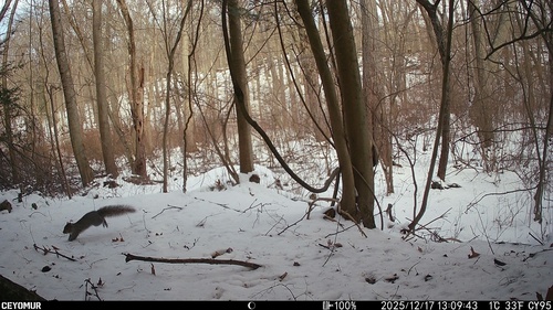 Eastern Gray Squirrel
