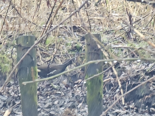 Common Moorhen (Gallinula chloropus), photo 8
