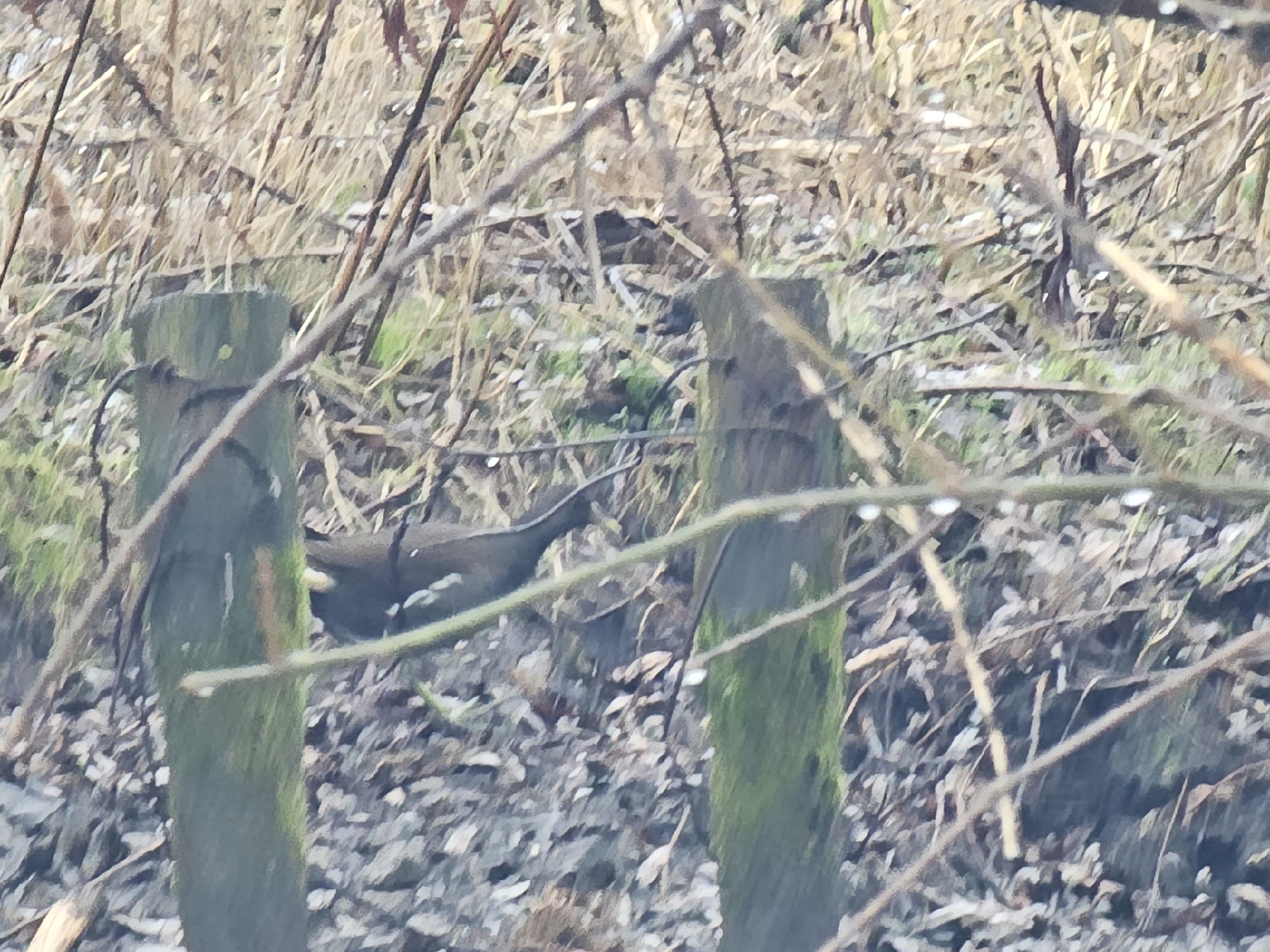 Common Moorhen (Gallinula chloropus), photo 8