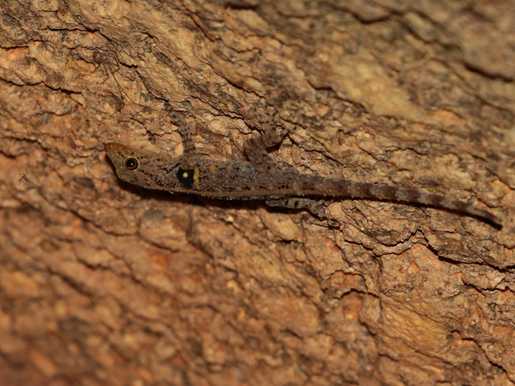 Narathiwat Rock Gecko