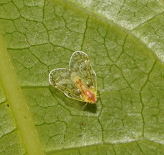 Saccharodite chrysonoe