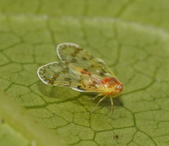 Saccharodite chrysonoe