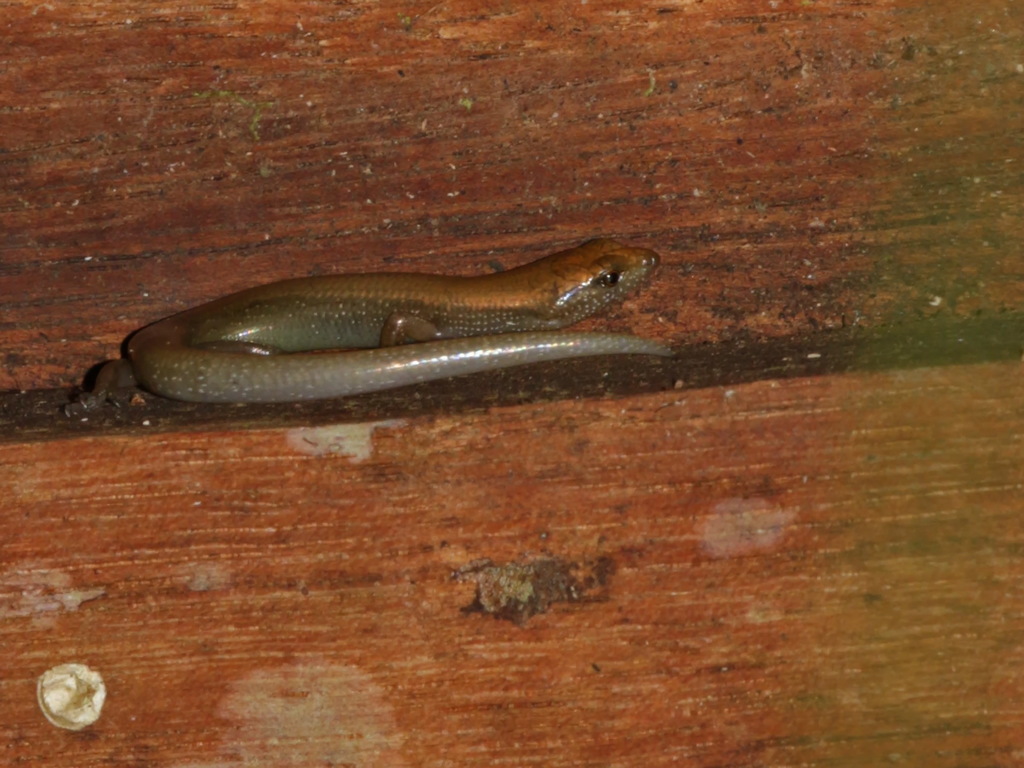 Malaysian Striped Skink