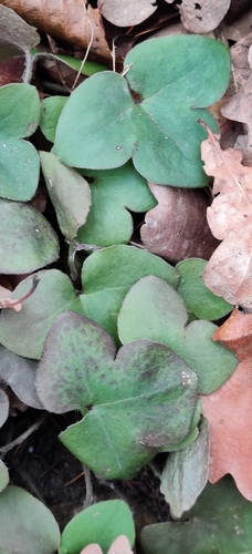 Another photo of Hepatica