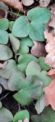 Hepatica nobilis