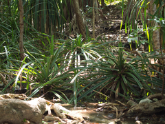 Pandanaceae