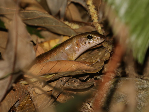 Malaysian Riparian Skink, Sphenomorphus sungaicolus