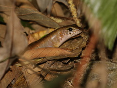 Sphenomorphus sungaicolus